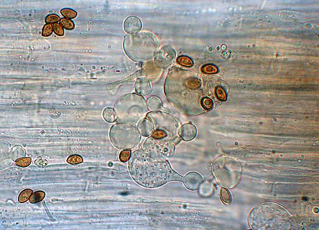 Conocybe horakii      Watling & G.M. Taylor